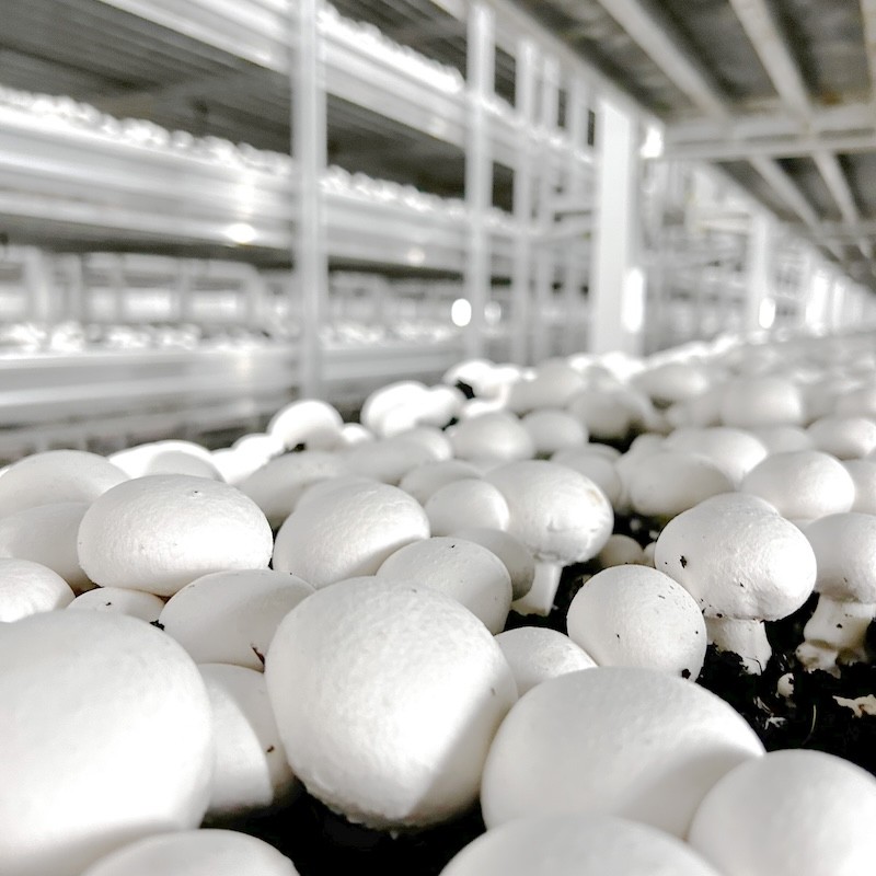 Mercer Mushrooms farm